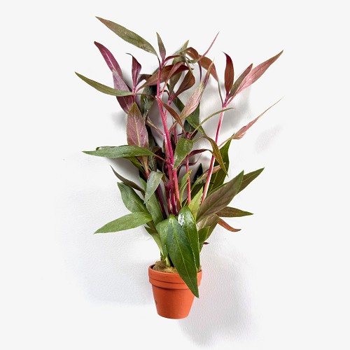 Alternanthera rosaeofolia in terra cotta