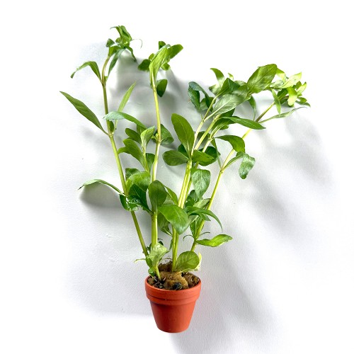 Hygrophila polysperma in terra cotta pot