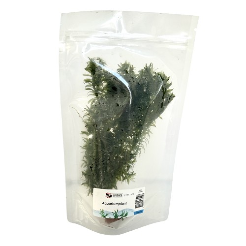 Elodea densa  in stazak (geen reclamatie