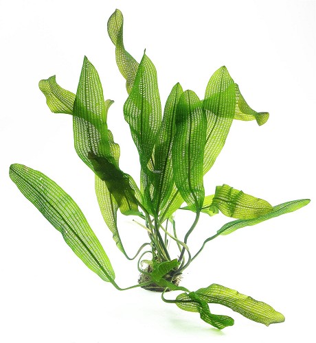 Aponogeton madagascariensis knol