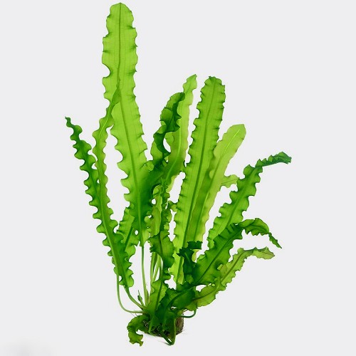 Ap.longiplumulosus knol (met blad)