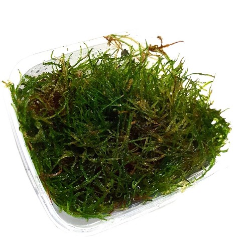 Vesicularia dubyana 200 cc in bakje