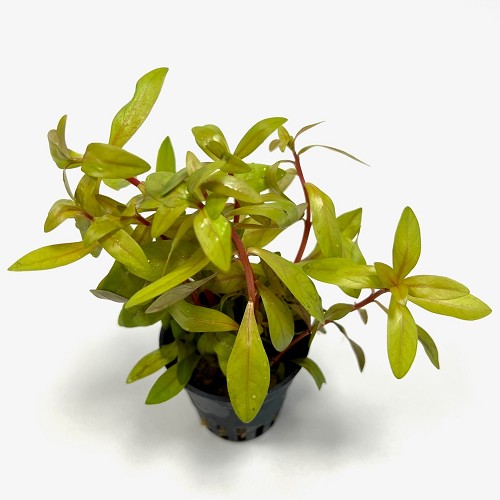 Ammania pedicellata gold in pot