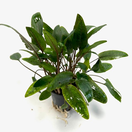 Cryptocoryne moehlmannii in pot