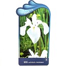 Vijverplanten