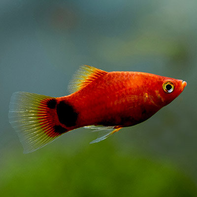 Platies