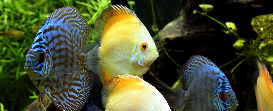 Discus