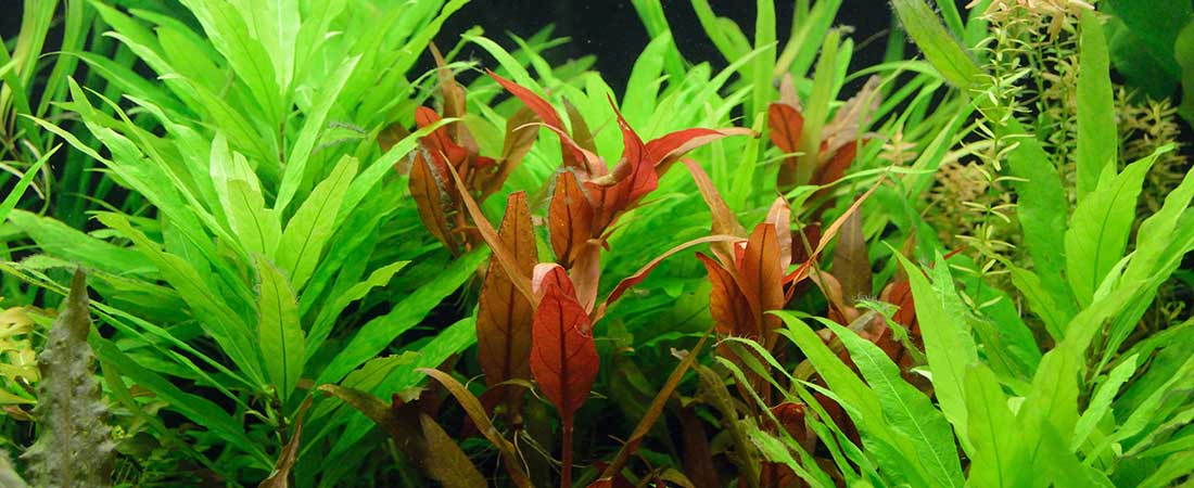 Planten