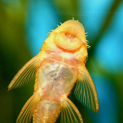 Oordeel Catastrofe Leeg de prullenbak Tropical fish | Jarathana