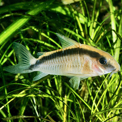 Bodemvissen