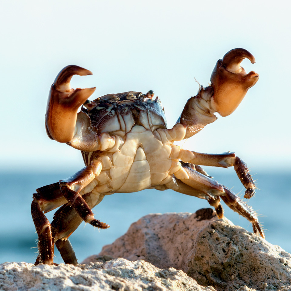 Krabben en kreeften
