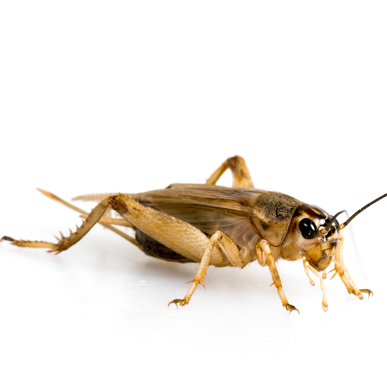 Insecten