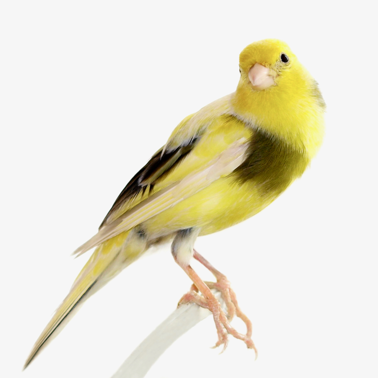 Vogels