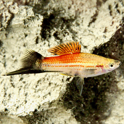 Zwaarddragers